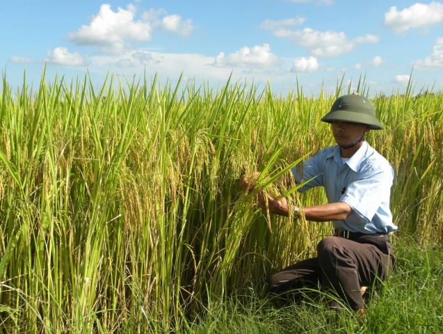 Triển vọng từ lúa chất lượng cao kháng rầy.