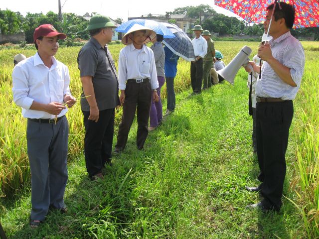 Trung tâm Ứng dụng tiến bộ khoa học (Hải Dương) mở rộng giống lúa lai Đại Dương I.