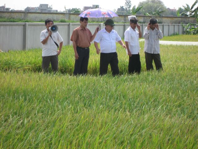 Hải Dương: Thêm hai giống lúa có thời gian sinh trưởng ngắn được đưa vào các vùng chuyển đổi.