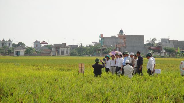 Hải Dương: thử nghiệm thành công giống lúa lai 3 dòng chất lượng Nghi Hương