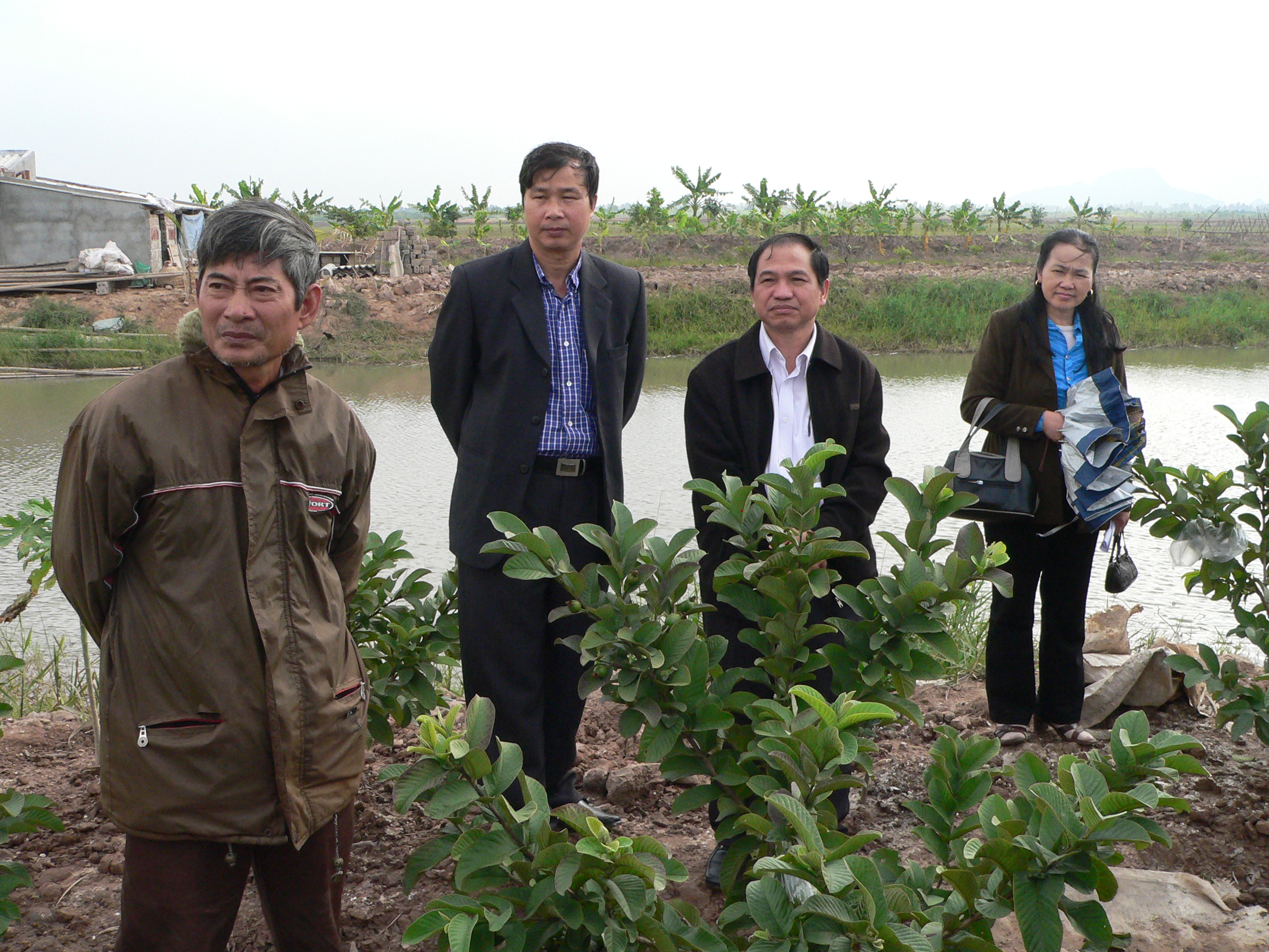 Hải Dương thử nghiệm thành công giống ổi trắng số 1