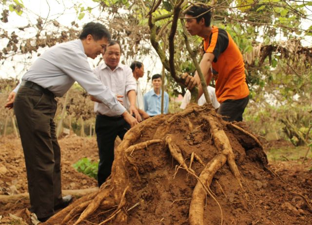 Ứng dụng khoa học công nghệ vào sản xuất sắn dây ở huyện Kinh Môn