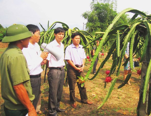 Hiệu quả từ cây thanh long ruột đỏ