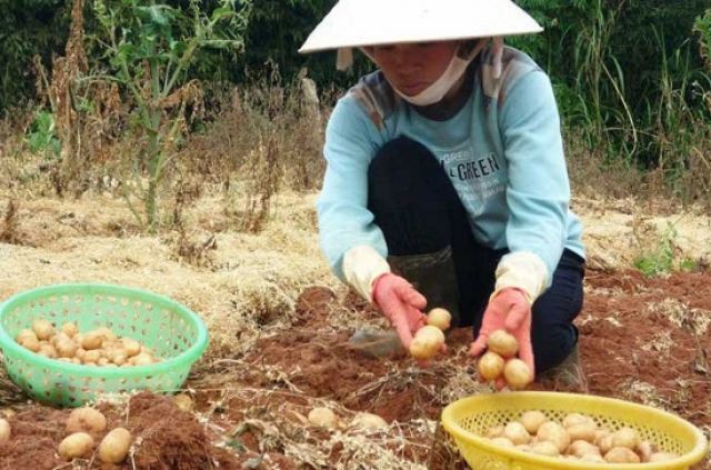 Sản xuất thành công khoai tây siêu nguyên chủng