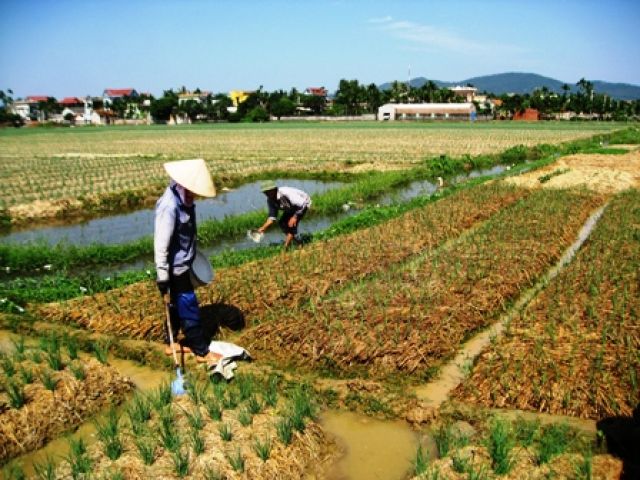 Nông dân Kinh Môn làm vụ đông