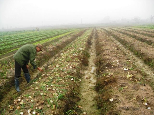 Mùa hành tây “đắng” ở Tứ Kỳ