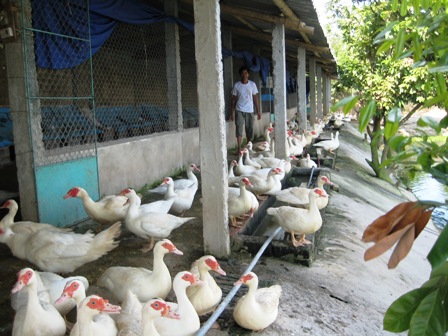 Xây dựng mô hình chăn nuôi gia cầm trên địa bàn tỉnh Hải Dương