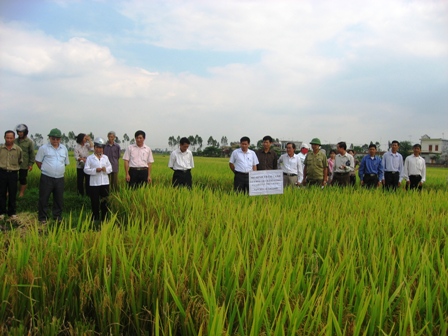 Kỹ thuật gieo hạt bằng máy kéo tay trên đồng đất Hải Dương bước đầu có hiệu quả