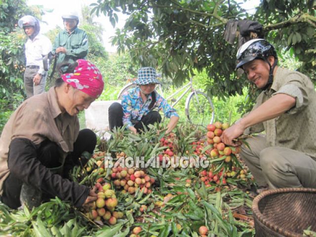 Vải thiều Thanh Hà: Còn nhiều ưu thế chưa khai thác tốt