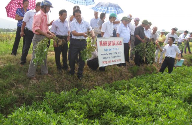 Chí Linh: Trồng lạc thâm canh cho năng suất cao