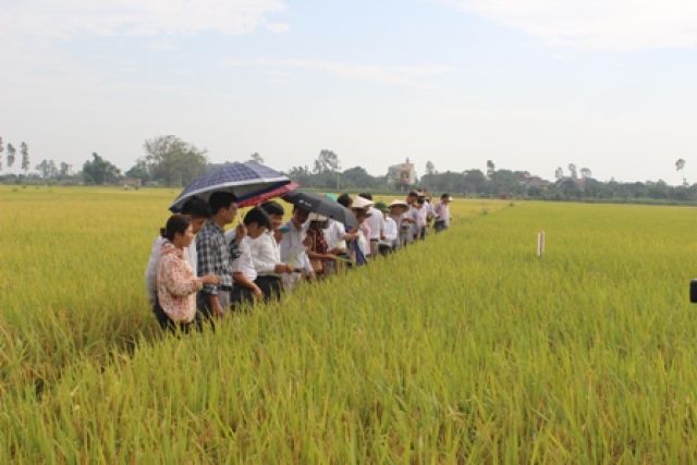 Sản xuất lúa hàng hóa góp phần xây dựng nông thôn mới