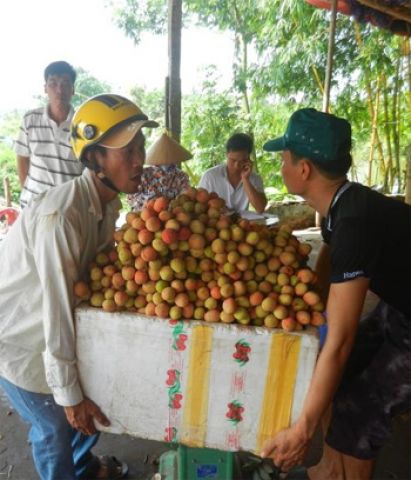 Nhìn lại vụ vải năm 2013: Vải được giá, được mùa