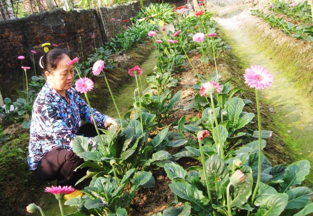 Nghiệm thu đề tài xây dựng mô hình trồng hoa Cẩm chướng và hoa Đồng tiền  bằng giống nuôi cấy mô