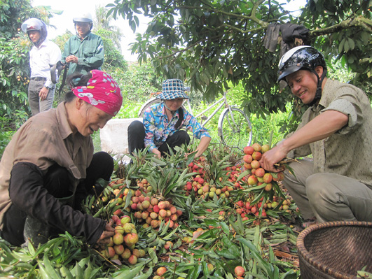 Đầu ra cho vải thiều Thanh Hà