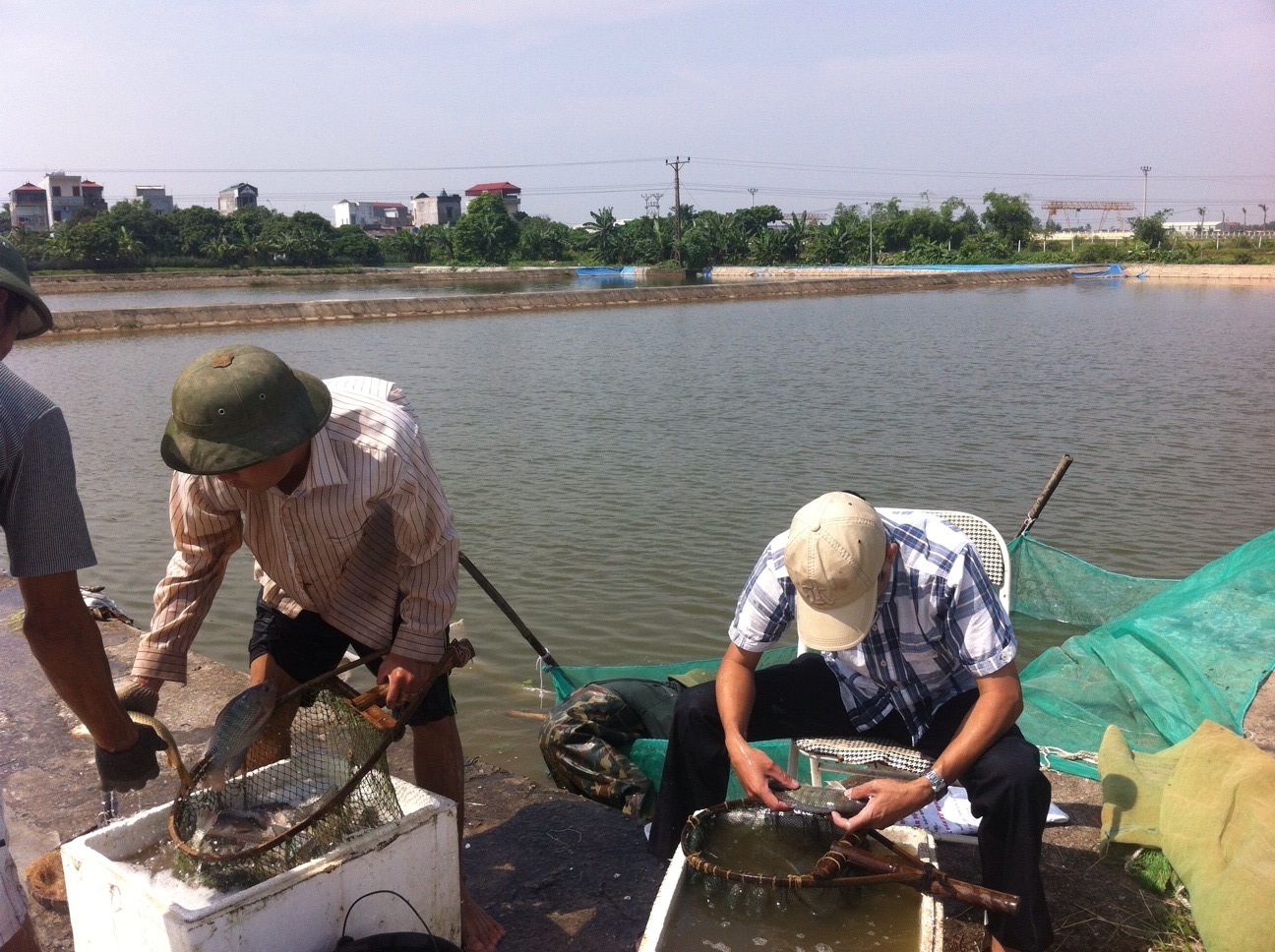 Sản xuất thành công giống cá rô phi đơn tính đực bằng phương pháp lai xa