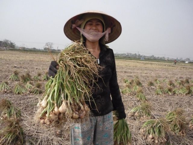 Cây hành Kinh Môn cần thương hiệu