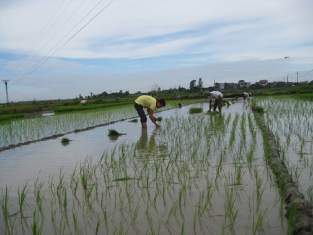 Hoàn thành gieo cấy hơn 55 nghìn ha lúa vụ mùa năm 2012