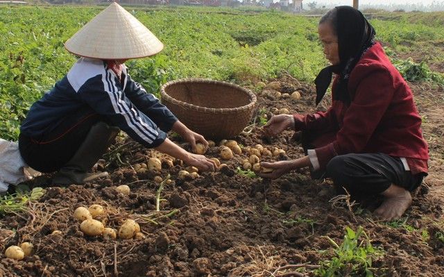 Trồng khoai tây Sinora thu lãi gần 4 triệu đồng/sào