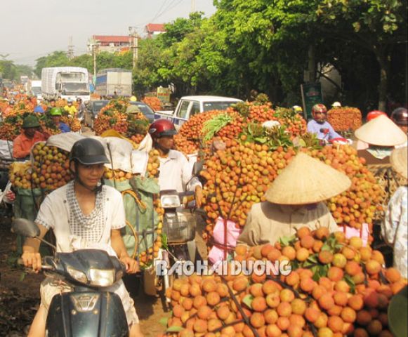 Từ vải Lục Ngạn nghĩ về vải Thanh Hà