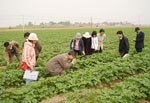 Tập huấn kỹ thuật trồng khoai tây hàng hoá và nuôi thủy sản nước ngọt