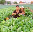 Kỹ thuật trồng rau sạch