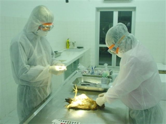 Trứng gà VN có thể phòng cúm H5N1 và H1N1