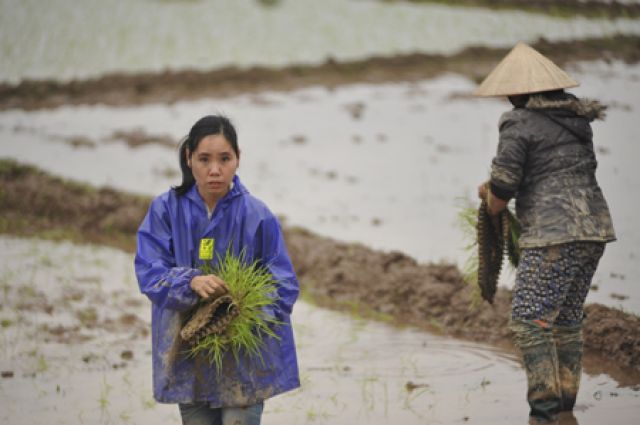 Phương pháp làm mạ vụ xuân chống rét