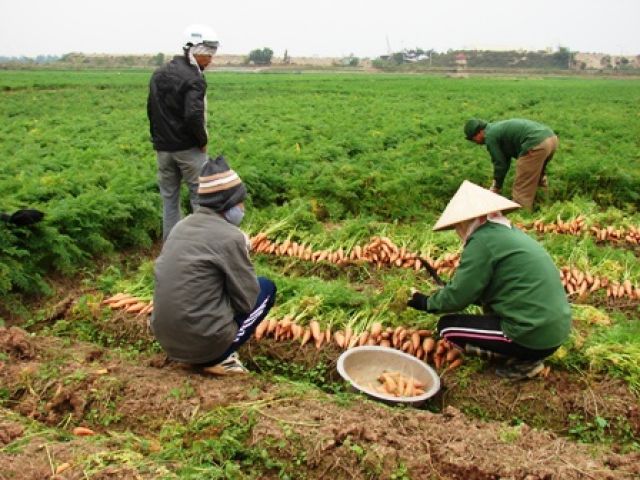 Cẩm Giàng chú trọng sản xuất cây vụ đông 2012 – 2013.