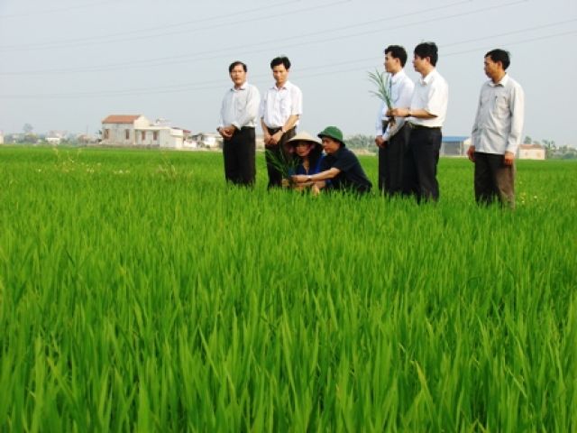 Cẩm Giàng: Quy hoạch, phát triển vùng sản xuất nông sản hàng hoá tập trung giá trị  kinh tế cao  giai đoạn 2011-2015.