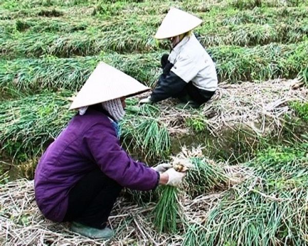 Nông dân xã Thăng Long với cây hành vụ đông.