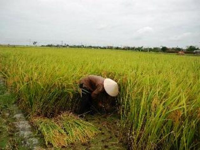 Hiệu quả từ mô hình canh tác lúa giảm thiểu phát thải khí hiệu ứng nhà kính tại Hải Dương