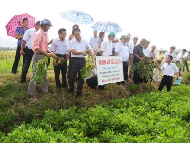 Xây dựng mô hình trình diễn và hoàn thiện qui trình thâm canh lạc đạt năng suất cao tại Hải Dương