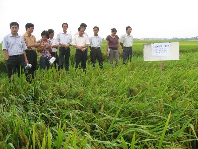 Trung tâm Ứng dụng tiến bộ khoa học: Sản xuất thử các giống lúa mới LT25 và SH4 tại Hải Dương