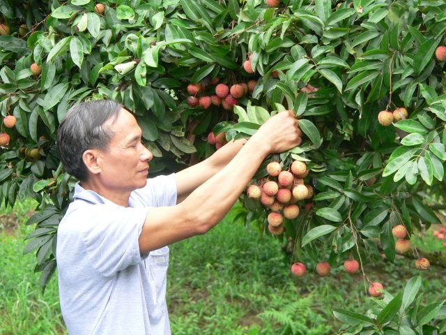 Thanh Hà: Áp dụng kỹ thuật phòng trừ sâu bệnh hại vải