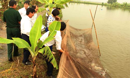 Nuôi cá hiệu quả cao như Xuân Nẻo