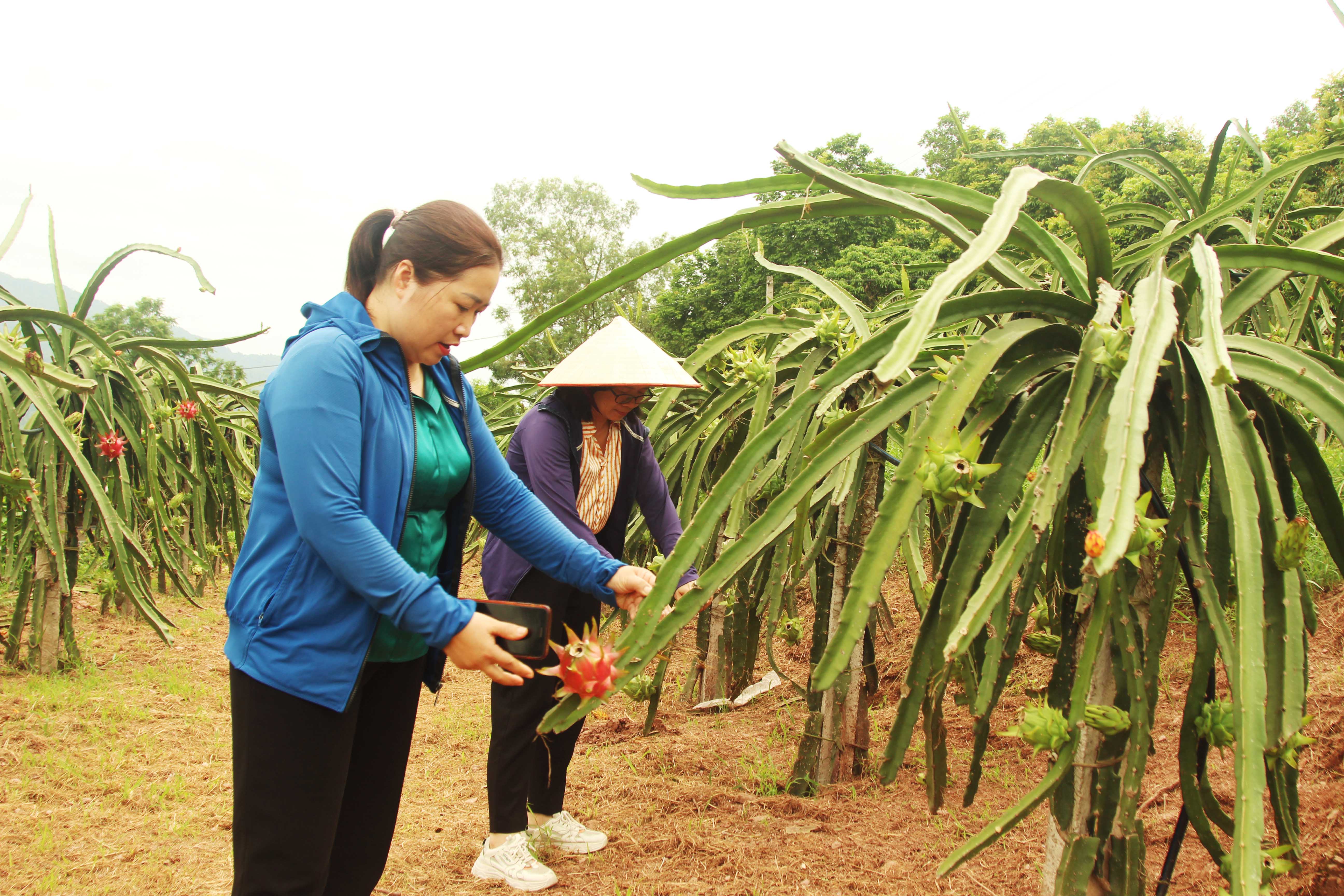 TP. Chí Linh: Phòng trừ sâu bệnh hại chính trên cây thanh long