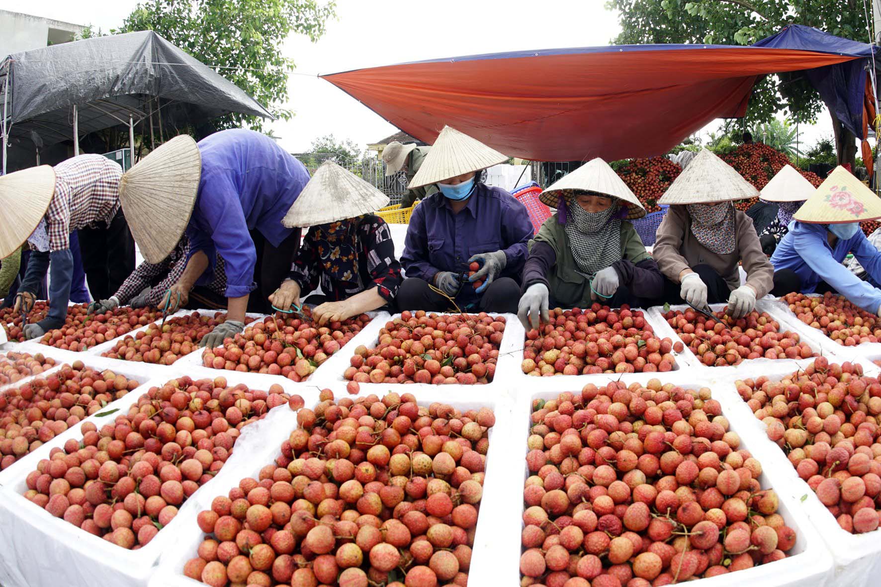 Hải Dương: Chủ động sản xuất vải thiều an toàn, chất lượng cao phục vụ thị trường trong nước và xuất khẩu