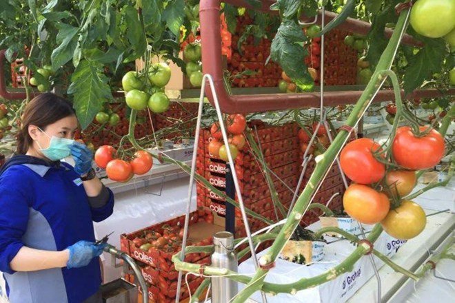 Nhà kính trồng cà chua bằng nước biển đầu tiên trên thế giới
