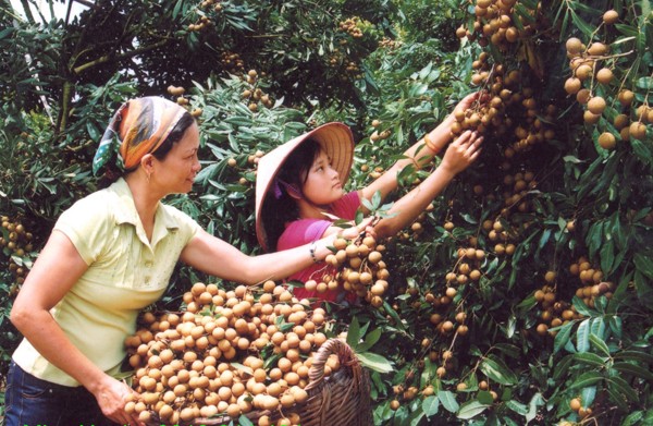 Cách thu hoạch nhãn